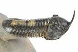 Huge, Morocconites Trilobite Fossil - Rock Removed Under Shell #251915-5